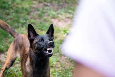 Dog Bites